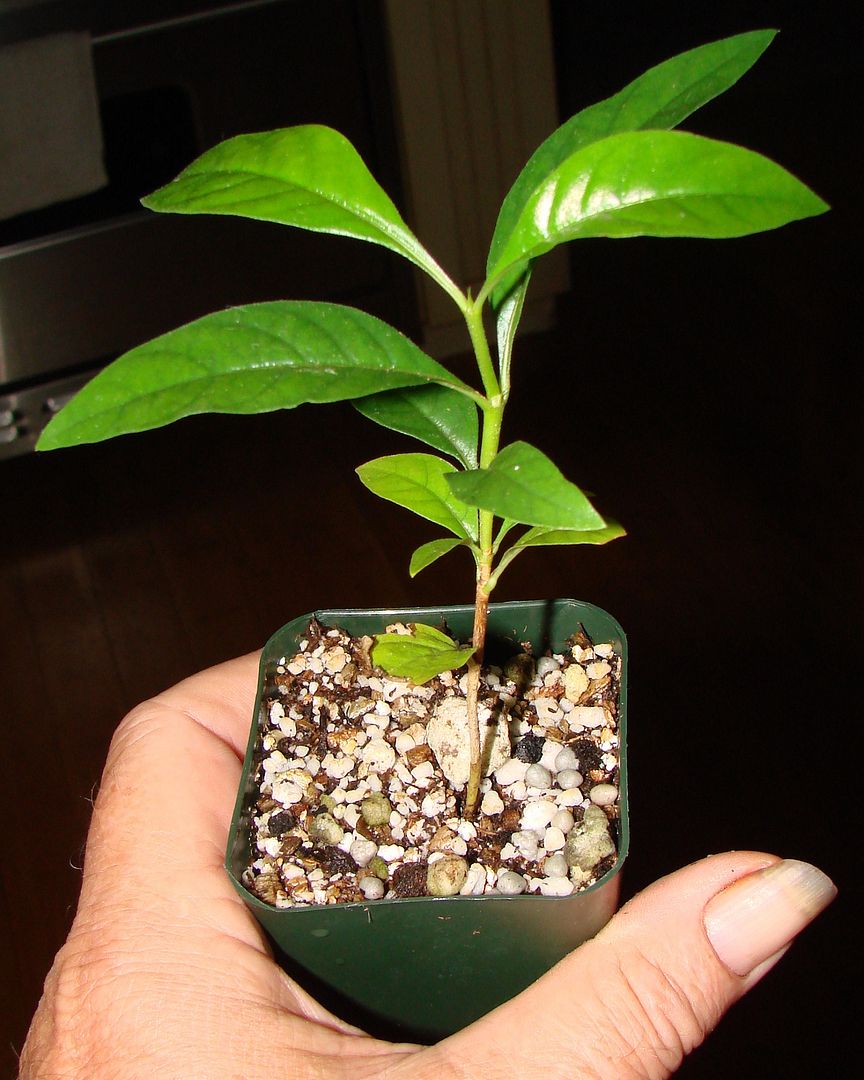 BLACKBERRY JAM Randia Formosa RARE FRUIT TREE Jasmin de Rosa LIVE Pot